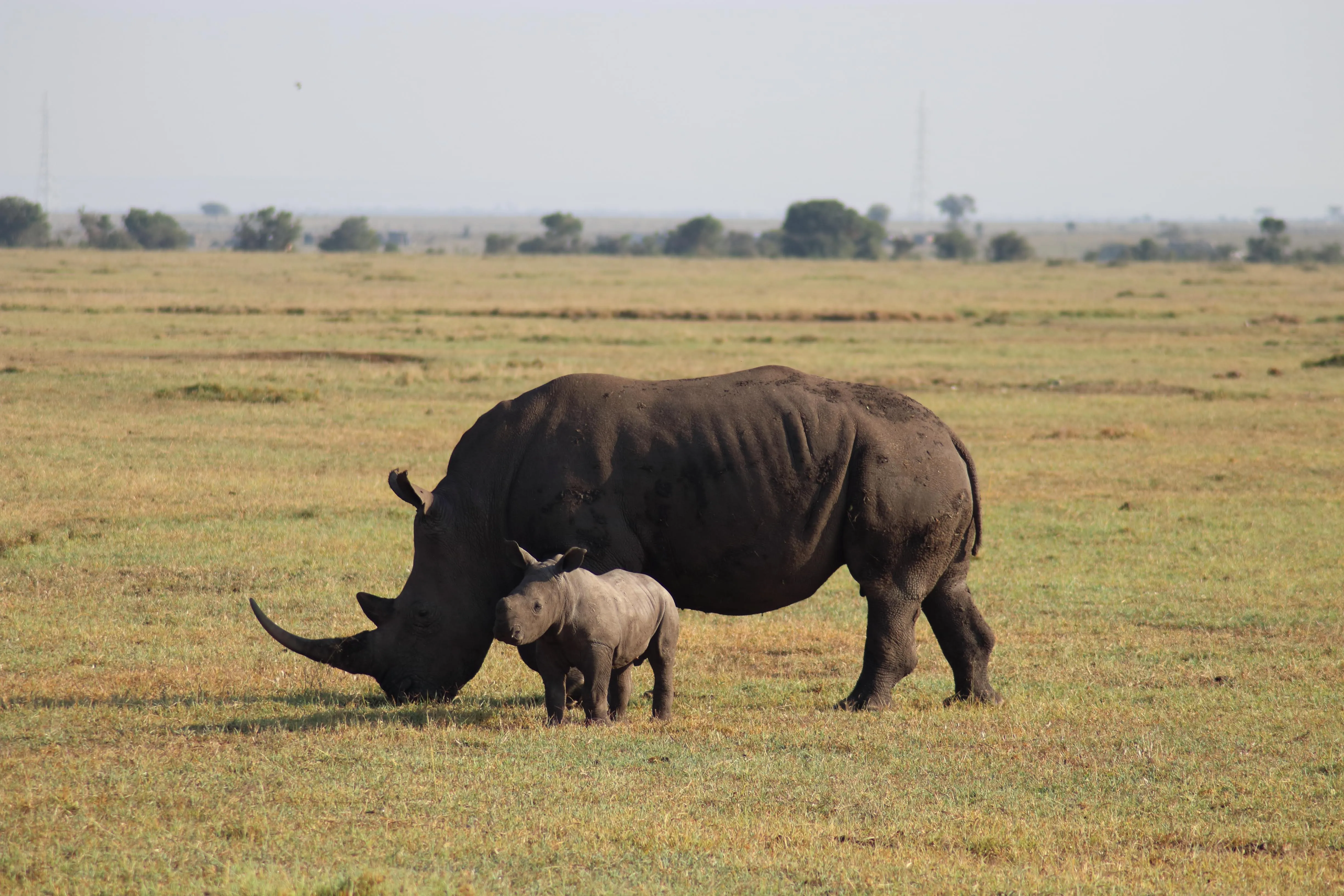 2-Days Safari to Tarangire & Ngorongoro Crater from Arusha